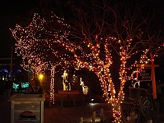001 Toledo Zoo Light Show [2008 Dec 27]